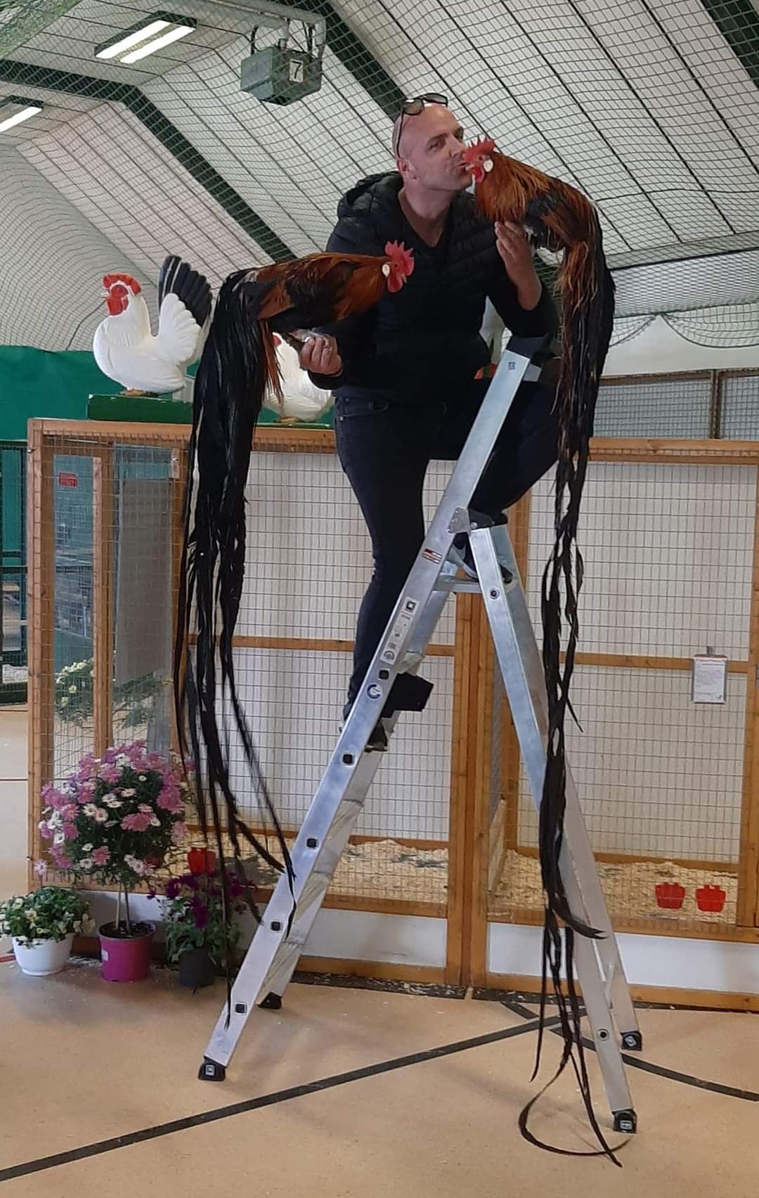 Sonderschau der langschwänzigen Hühner