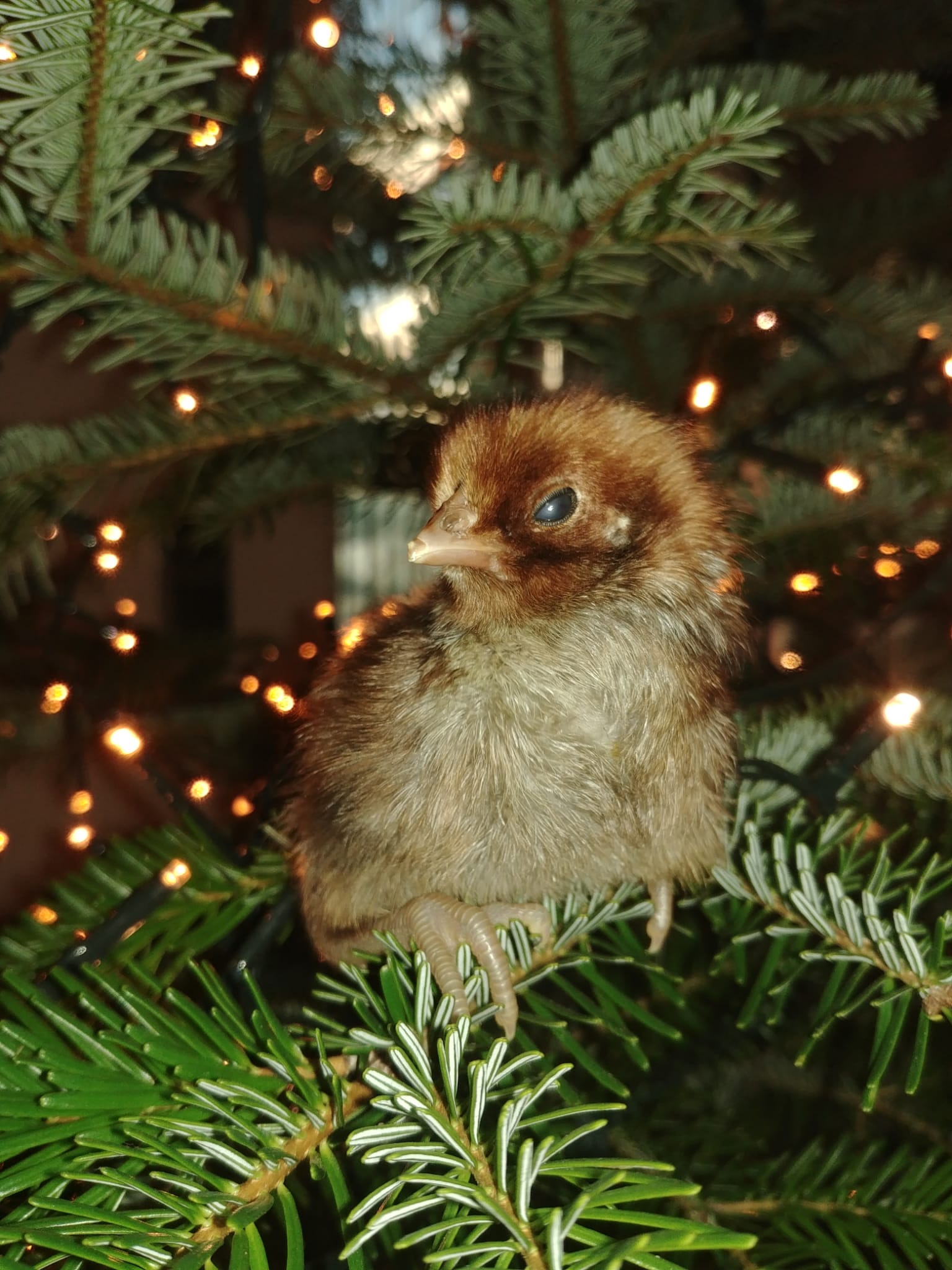 Weihnachtsfeier des GZV Osterode